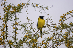 Icterus graduacauda