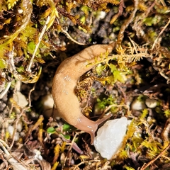 Deroceras reticulatum