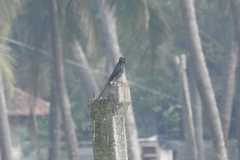 Dicrurus macrocercus