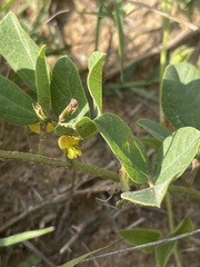 Rhynchosia fleckii