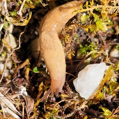 Deroceras reticulatum