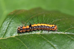 Acronicta cuspis