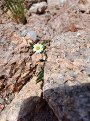 Noticastrum