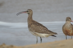 Numenius phaeopus