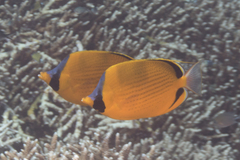 Chaetodon semeion