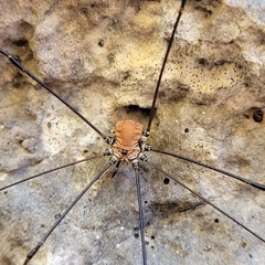 Leiobunum limbatum