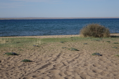 Iris lactea biglumis