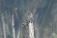 Coracias benghalensis