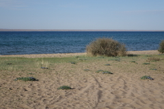 Iris lactea biglumis