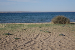 Iris lactea biglumis