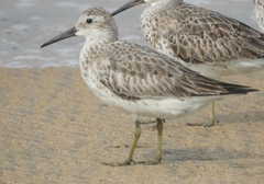 Calidris tenuirostris