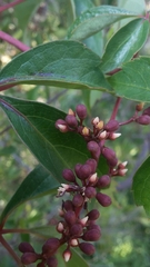 Parthenocissus quinquefolia