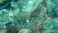 Aulostomus strigosus
