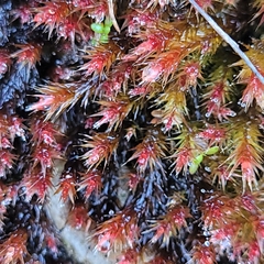 Orthothecium rufescens