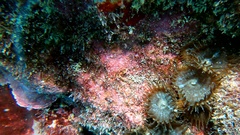 Palythoa grandiflora