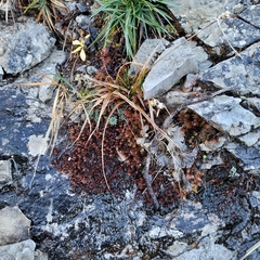 Orthothecium rufescens