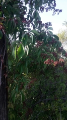 Parthenocissus quinquefolia