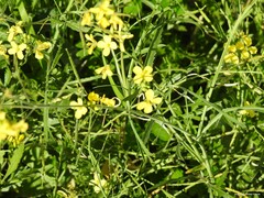 Diplotaxis catholica