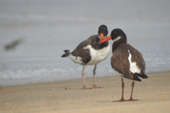 Haematopus ostralegus