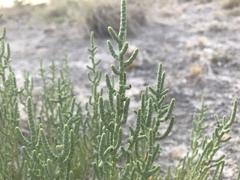 Allenrolfea occidentalis