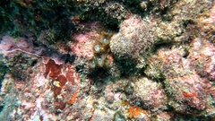 Palythoa grandiflora