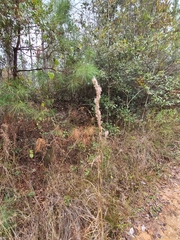 Andropogon glomeratus