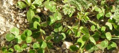 Trifolium suffocatum