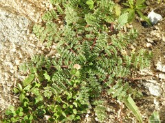 Trifolium suffocatum