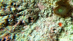 Palythoa grandiflora