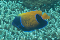 Pomacanthus navarchus