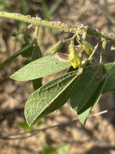 Rhynchosia fleckii