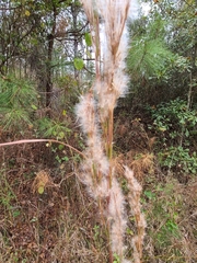 Andropogon glomeratus