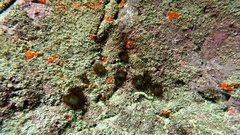 Palythoa grandiflora