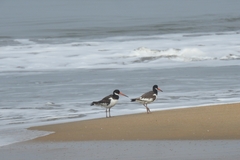 Haematopus ostralegus