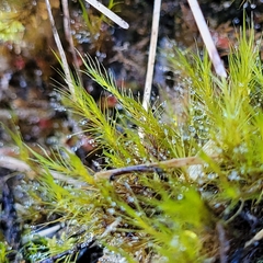 Flexitrichum gracile