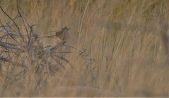 Tchagra australis
