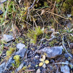 Flexitrichum gracile