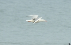 Chroicocephalus genei