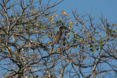 Lophoceros nasutus