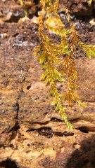 Homalothecium sericeum