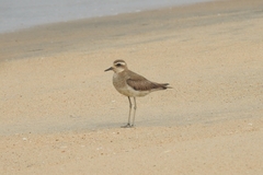 Charadrius asiaticus