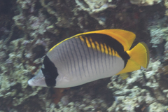 Chaetodon lineolatus