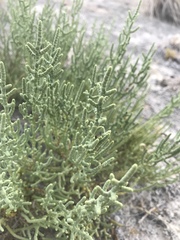 Allenrolfea occidentalis