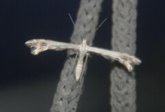 Pterophoridae