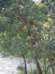 Arbutus