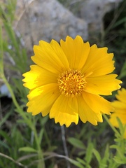 Coreopsis lanceolata