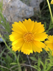 Coreopsis lanceolata