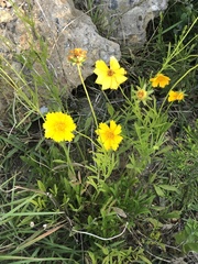Coreopsis lanceolata