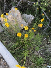 Coreopsis lanceolata
