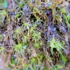 Dicranodontium denudatum